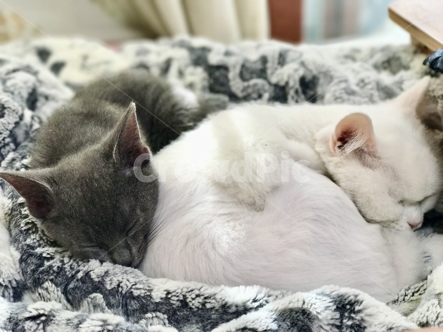 고양이,반려묘,cat,반려동물,러시안블루,cats,터키쉬앙고라,냐옹,냥