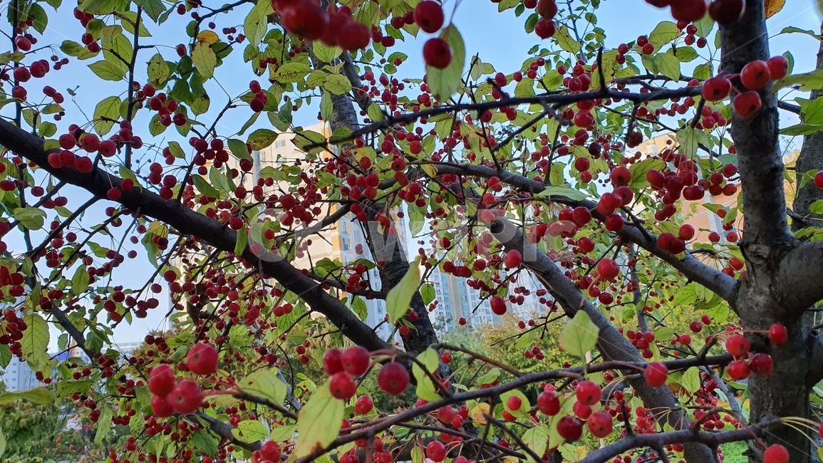 열매,가을,붉은열메,자연,빨강,과일,열매,fruit