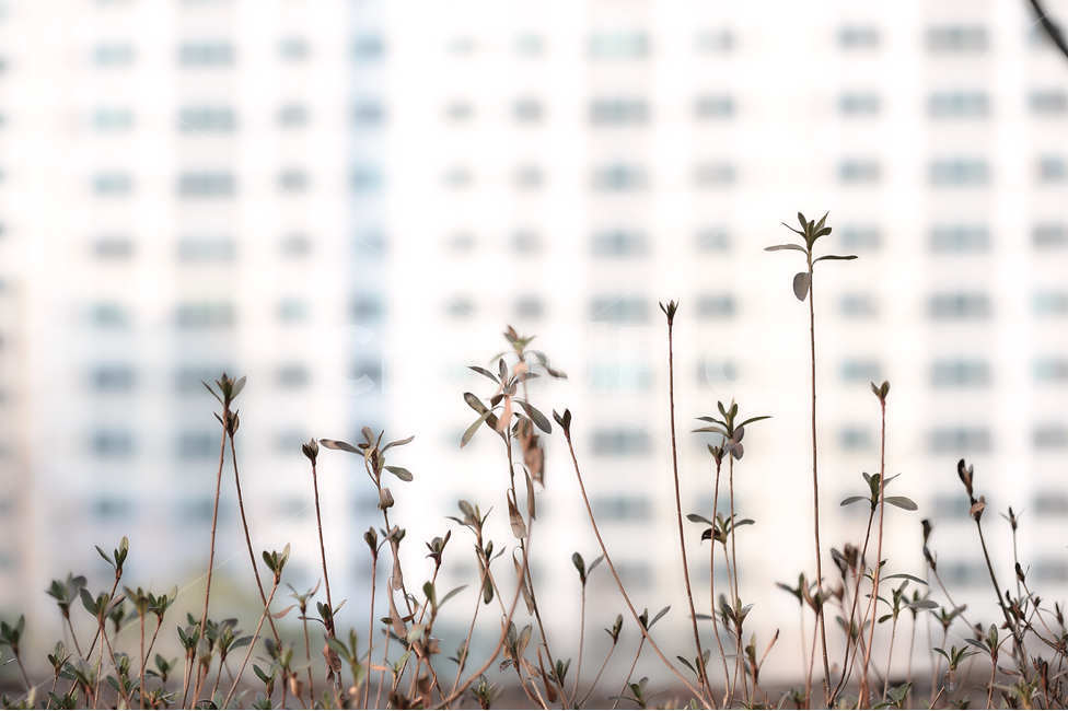 봄,햇살,새싹,어린,도시,태어남,식물,자연,plants,nature