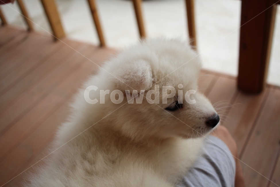 puppy,comfortable,Heart pounding,cute,samoyed