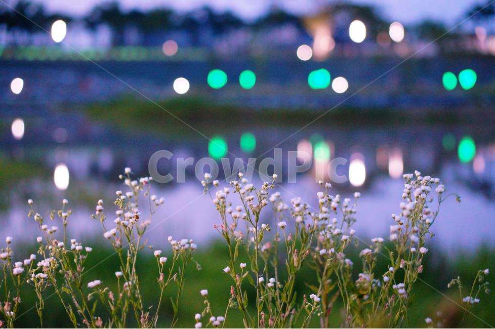 개망초,꽃,밤,야경,불빛,보케,식물,자연,plants,nature,꽃,flower,감성,sensible,feeling