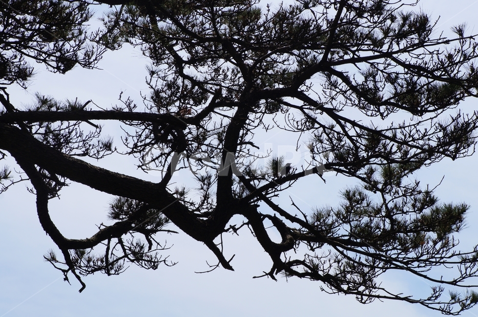 소나무,실루엣,자연풍경,하늘,그림자,풍경,nature,자연,풍경,nature,landscape,silhouette,tree,나무,plant,식물