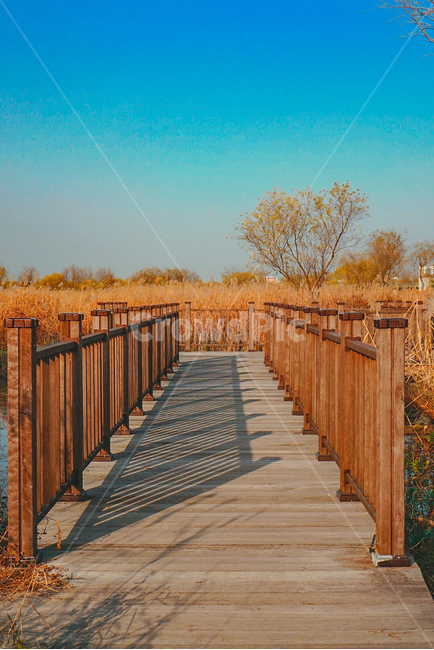 삼락공원,생태공원,하늘,나무,갈대,sky,park,tree,가을,가을,계절,fall,autumn,season,자연,풍경,nature,landscape,railing,난간,banister,handrail,wood,boardwalk,산책로,bridge,다리,building,건물