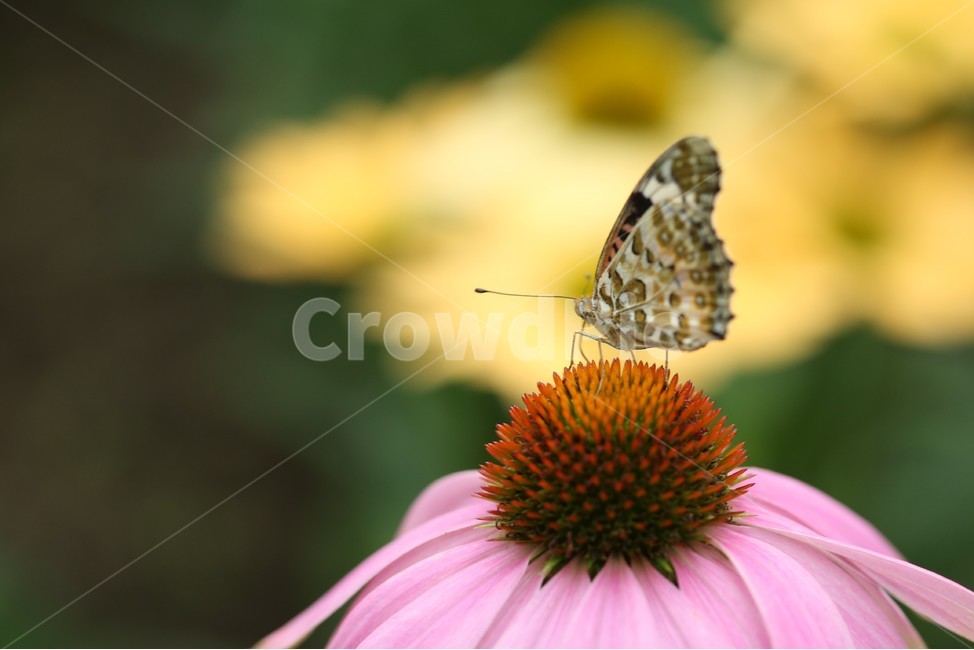 서울숲,나비,butterfly,나비정원,꽃,flower,식물,자연,plants,nature,꽃,flower,동물,animal,곤충,벌레,insect,bug