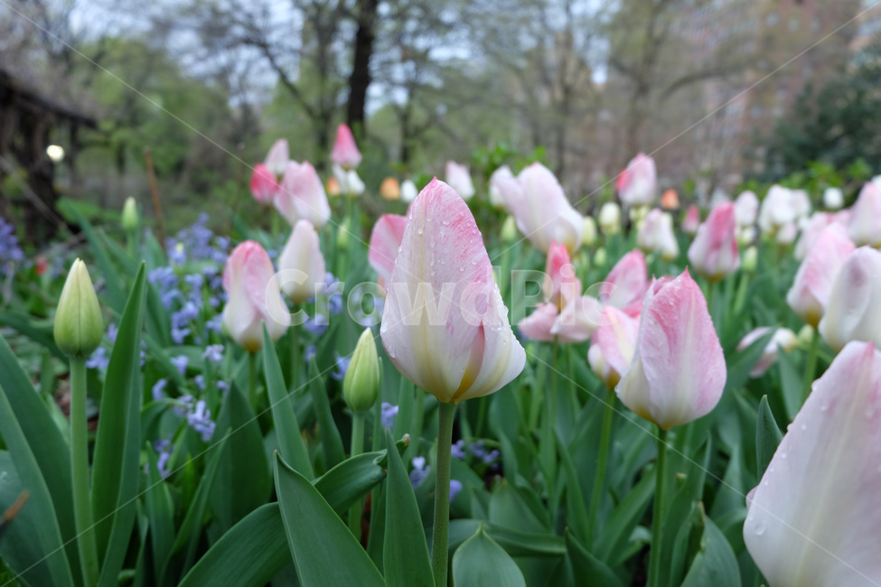 튤립,꽃밭,이슬,봄,아침,공원,가든,정원,아침이슬,plant,식물,flower,blossom,꽃봉오리