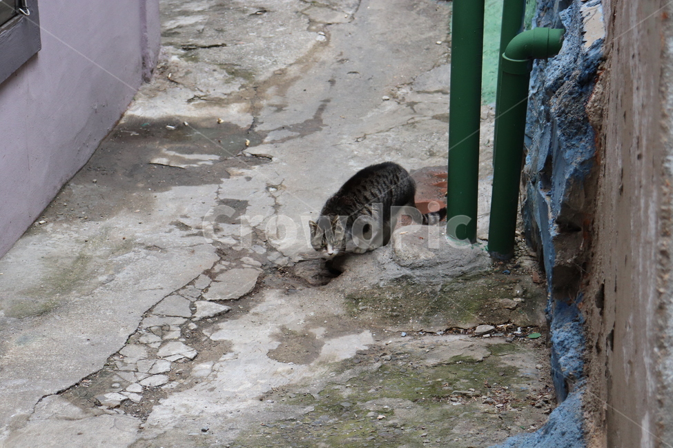 동물,고양이,길고양이,감천,길거리,골목,cat,animal,street,alley,동물,animal,포유류,mammal,고양이,cat,kitten,kitty