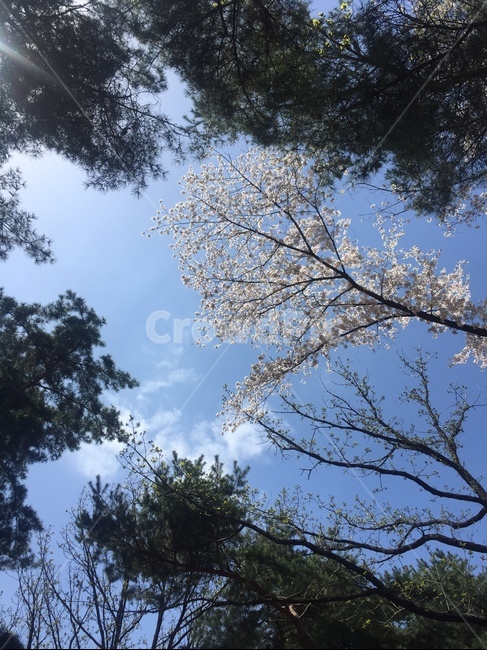 plant,식물,tree,나무,벚꽃,cherryblossom,봄,spring,sky,하늘
