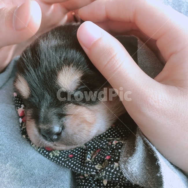 강아지,블랙탄,babydog,puppy,아기강아지,진돗개,개,jindodog