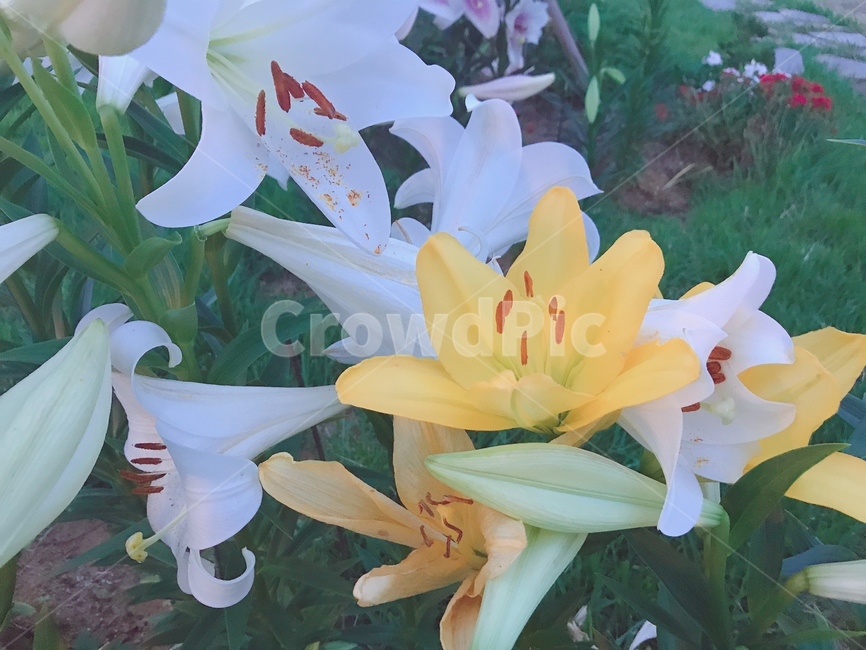 plant,식물,lily,백합,blossom,flower,꽃,꽃,flower