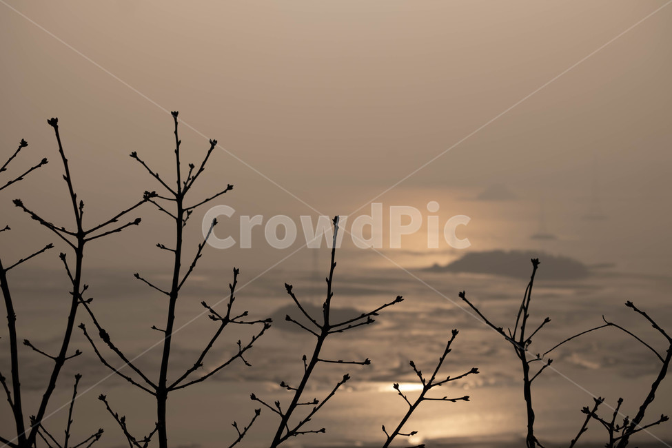 겨울바다,바다,나무,일몰,노을