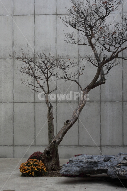 tree,나무,plant,식물,조경