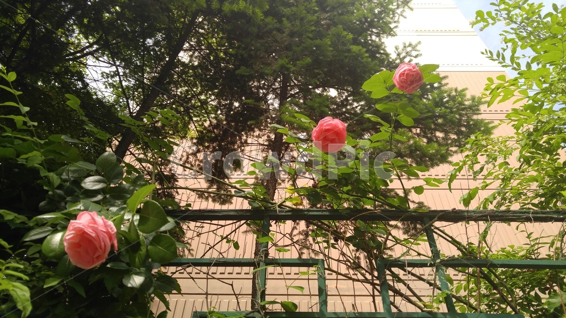 분홍장미,장미한송이,장미길,장미모음,장미숲