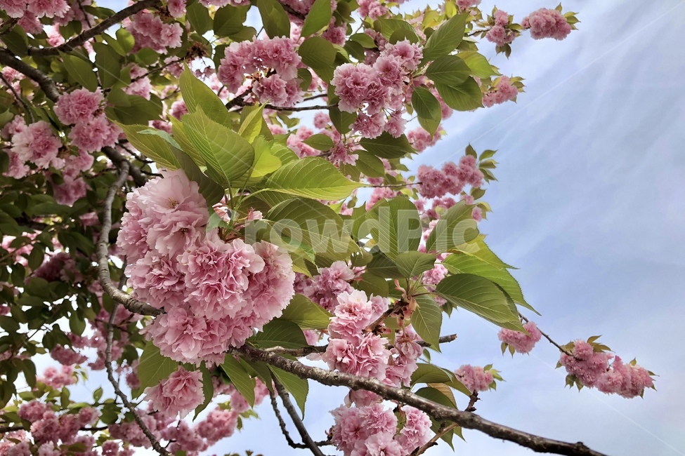 겹벛꽃,하늘,구름,나뭇잎,꽃,식물,자연,plants,nature,꽃,flower