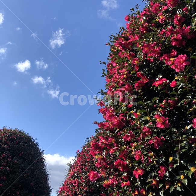 제주,동백꽃,겨울,맑음,제주도,제주동백꽃,서귀포,tree,식물,나무