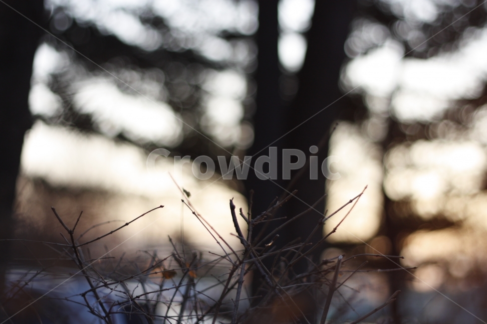 바탕화면,겨울,배경,나무,이미지,겨울,계절,winter,season,식물,자연,plants,nature,감성,sensible,feeling