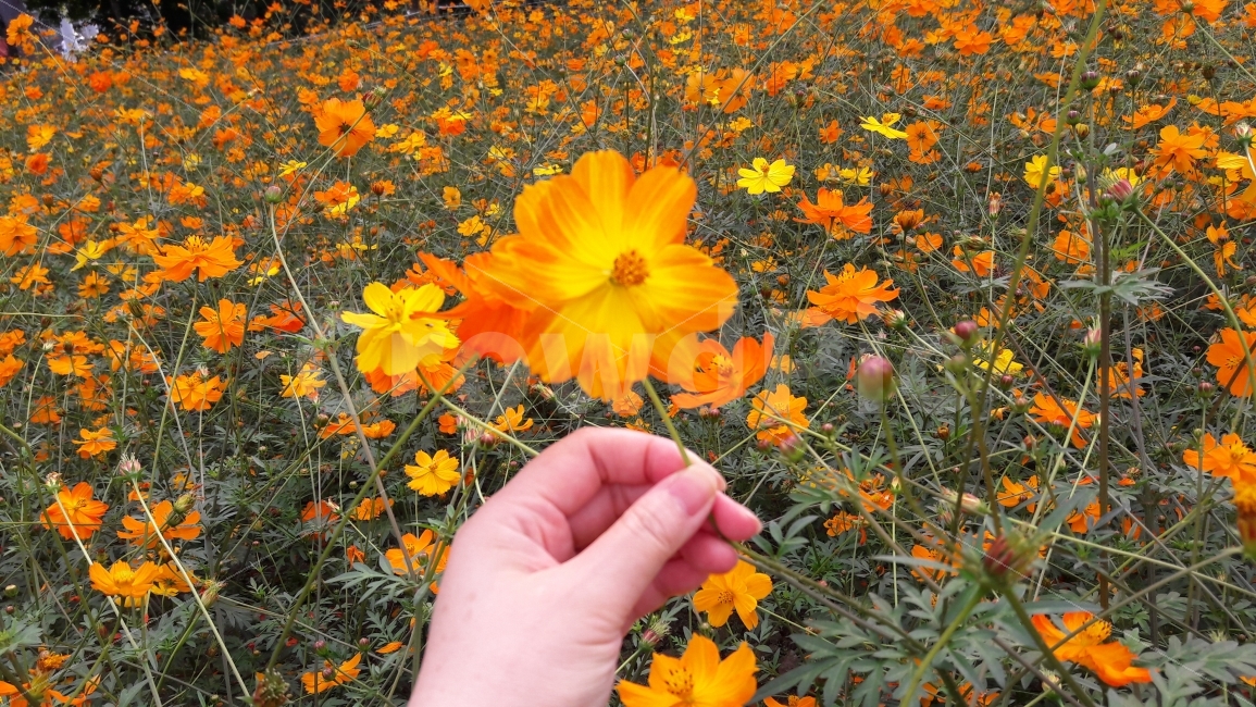 꽃,코스모스,주황,노랑,손,가을,계절,fall,autumn,season,식물,자연,plants,nature,꽃,flower,사람,인물,인간,human,person,plant