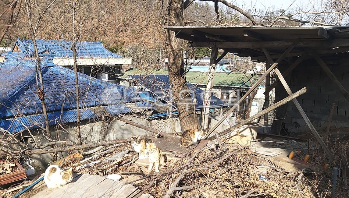 동물,고양이,야외,건물,건축,장소