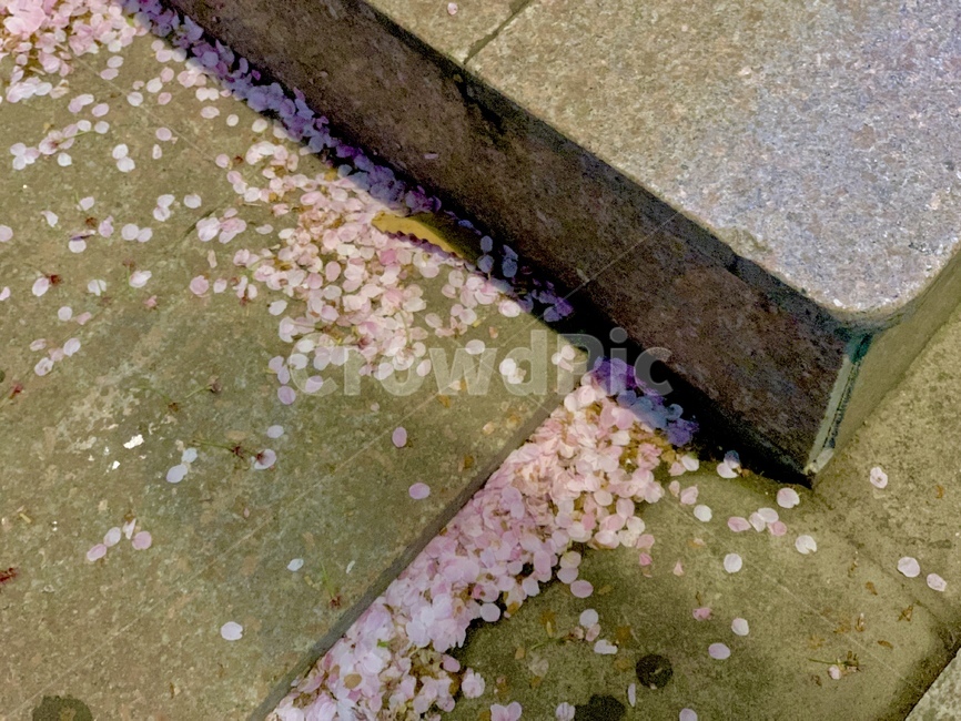 벚꽃,거리,바닥,봄,꽃잎
