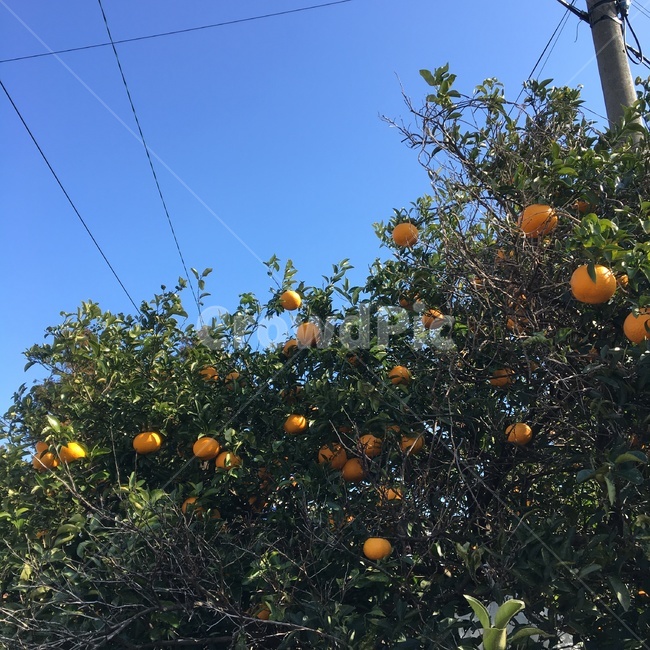 나무,귤나무,귤,겨울,과일,식물,자연,plants,nature,과일,열매,fruit