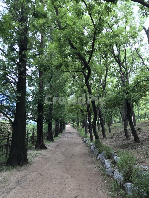길,나무,공원,가을,숲,자연,풍경,nature,landscape,garden,정원,outdoors,옥외,arbour,정자