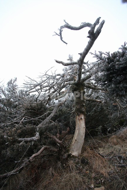한라산,제주도,산,상고대,자연,숲,주목,사리,나무,겨울,눈,눈꽃