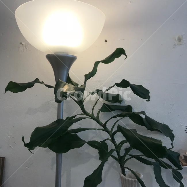 조명,빛,불빛,인테리어,light
