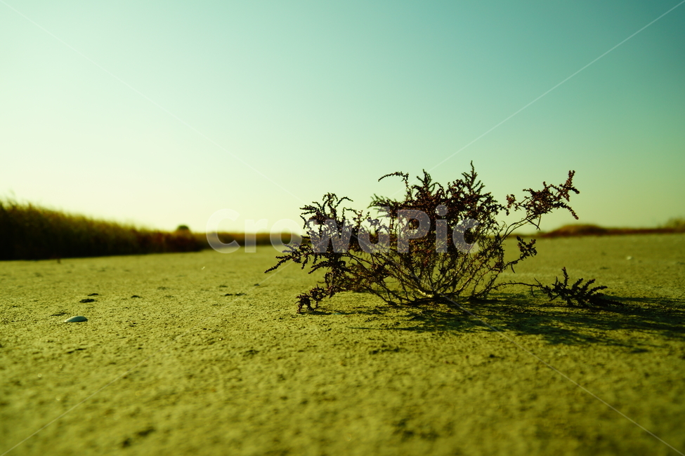 가뭄,자연,가지,나뭇가지,하늘,산,모래,흙,돌,자갈,자연,풍경,nature,landscape,plant,식물,outdoors,옥외