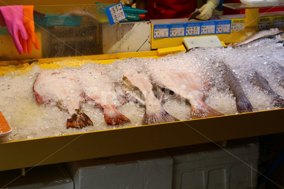 수산시장,광어,회,신선함,월미도,물고기,헐리벗,시장,마트,마켓,market,mart,market place,음식,식재료,요리,food,cook,meal,dishes,food reserves,수산물,해산물,fishery products,seafood