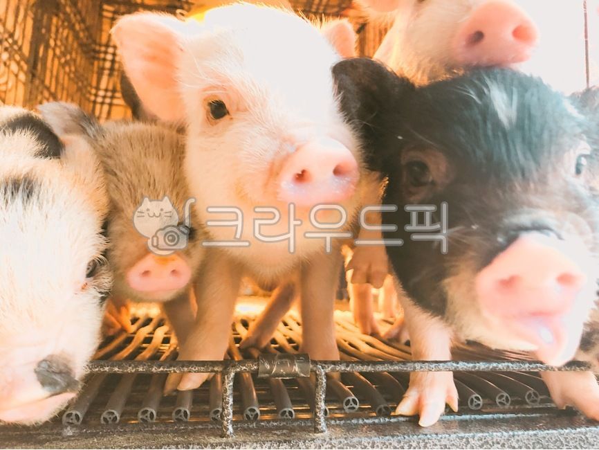돼지,동물,미니돼지,아기,animal