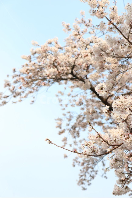 봄,3월,자연,꽃,하늘,벚꽃,식물,분홍색,하늘색,나무,분위기,spring,sky,march,봄,계절,spring,season,식물,자연,plants,nature,꽃,flower,plant,blossom