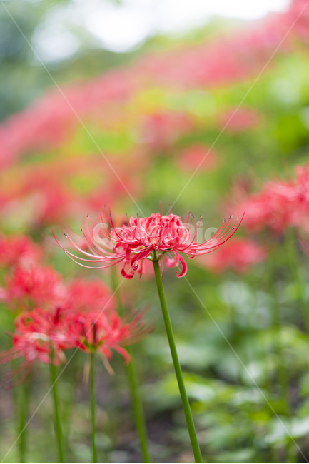 산야초,꽃무릇,꽃,빨강,매크로,식물,자연,plants,nature,꽃,flower