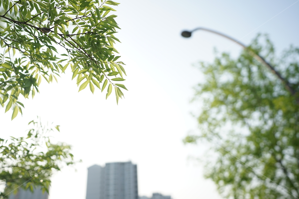 봄,잎,나무,그린,녹색,식물,잎사귀,빛,생명,풍경,green,감성사진,감성,식물,자연,plants,nature,휴식,힐링,rest,relaxation,healing