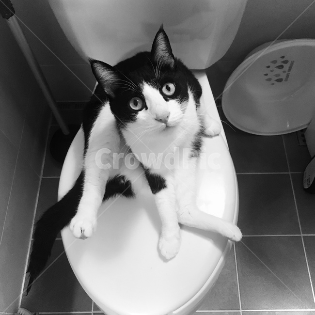 고양이,호기심,화장실,반려동물,흑백,변기,cat,blackwhite,curious,toilet,동물,animal,포유류,mammal,고양이,cat,kitten,kitty,흑백,모노톤,monochrome,black and white