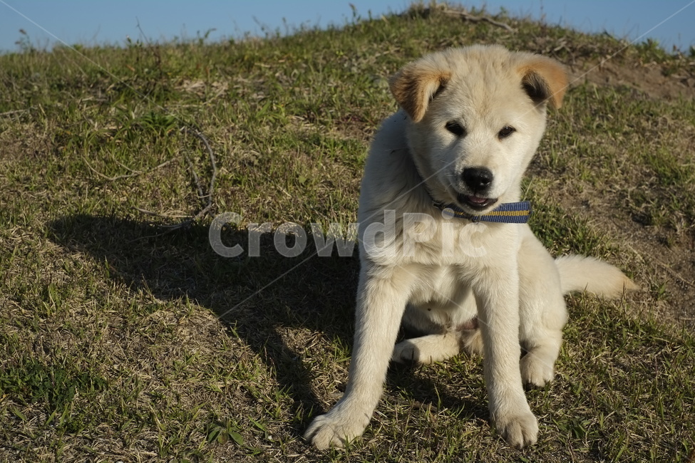 강아지,동물,웃음,귀여움,dog,동물,animal,포유류,mammal,개,강아지,dog,doggy