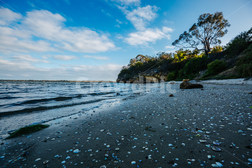 호주,타즈매니아,바다,바닷가,see,australia,tasmania,조개,백사장,푸른하늘,sky,자연,풍경,nature,landscape