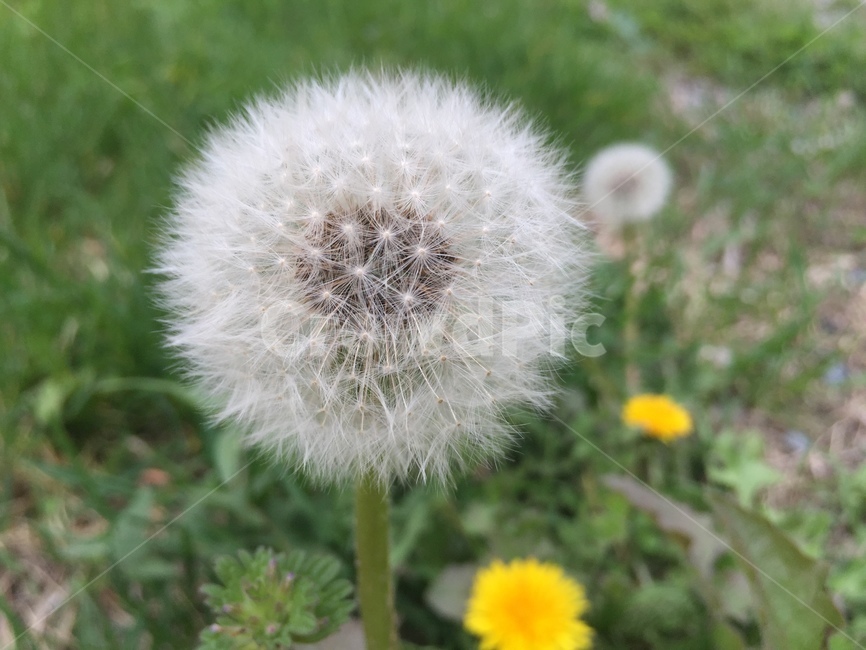 민들레,홀씨,민들레홀씨,꽃,dandelion