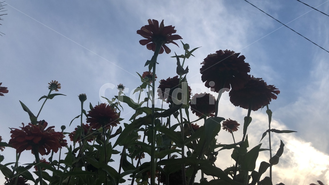 꽃,하늘,빨간꽃,필터,감성,배경,식물,자연,plants,nature,꽃,flower