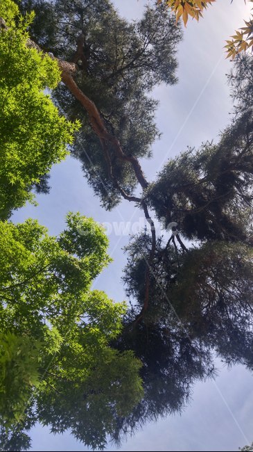 나무,소나무,하늘,로우앵글,tree,pinetree,sky,lowangle
