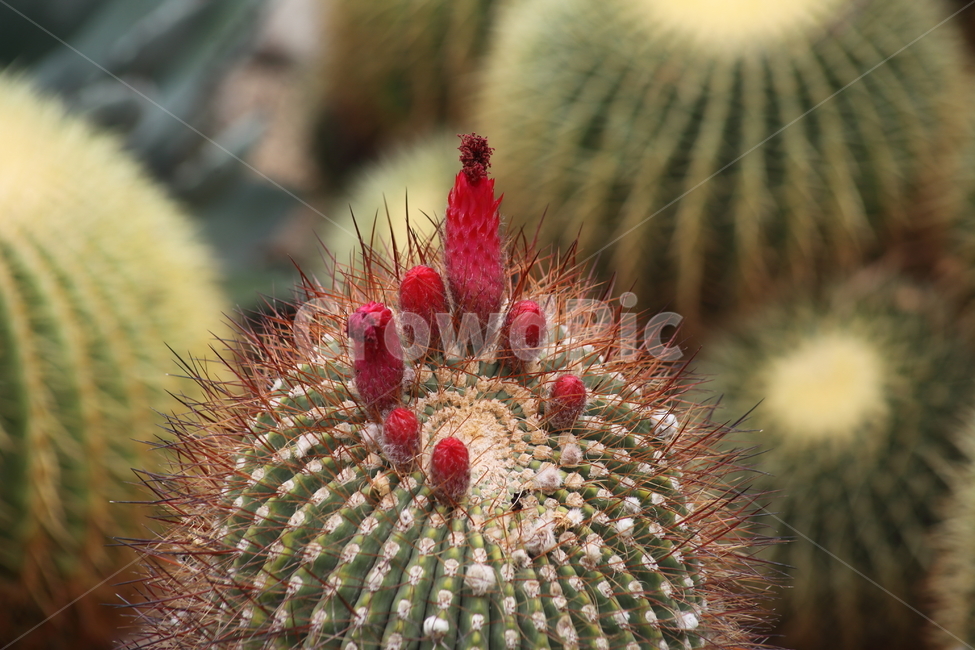 선인장,공선인장,꽃,가시,cactus