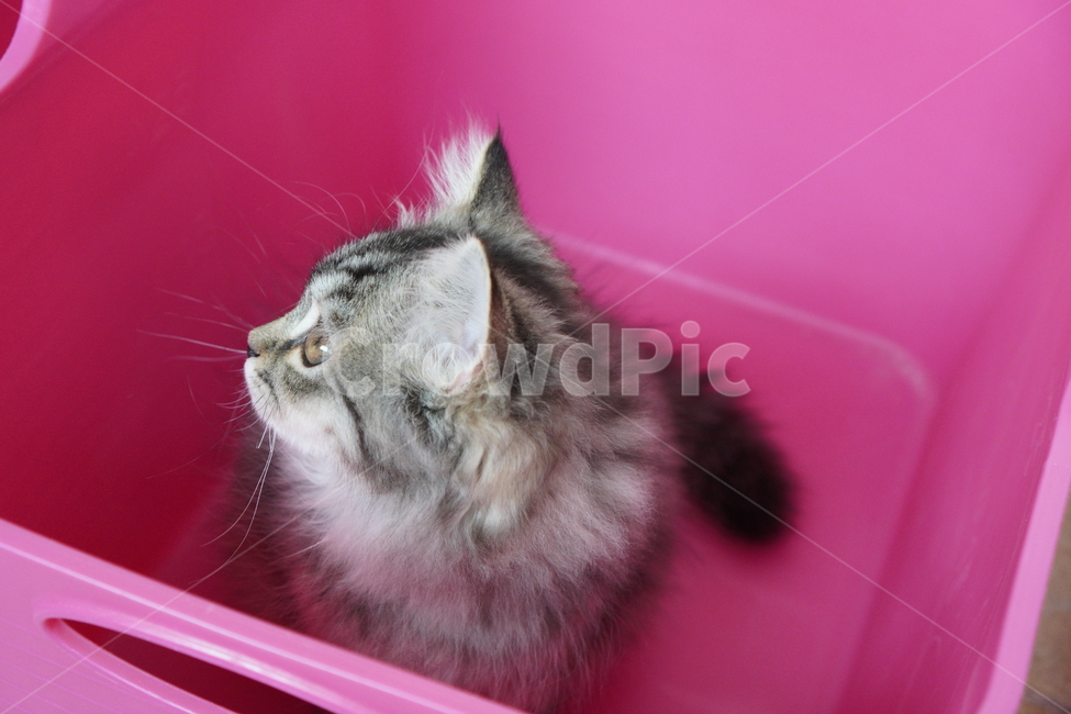 고양이,아기고양이,어린고양이,페르시안,페르시안고양이,반려묘,냥이,빨래바구니