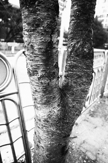 나무,나무상처,나무옹이,옹이,풍경,나무결,식물,자연,plants,nature,나무,trees,wood