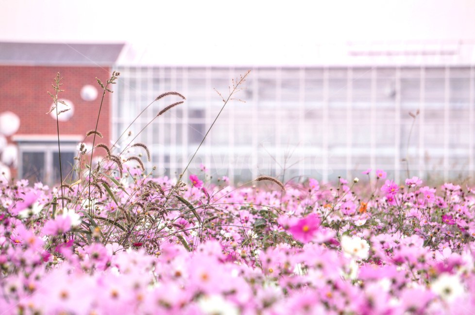 가을,코스모스,분홍,꽃,감성,blossom,petal,꽃잎,flower,plant,식물