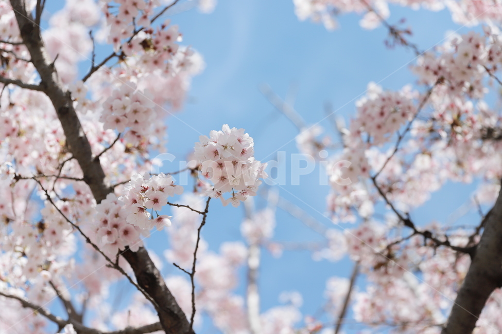 꽃,벚꽃,벚꽃만개,꽃놀이,꽃구경,자연,봄,봄,계절,spring,season,식물,자연,plants,nature,꽃,flower,plant,blossom