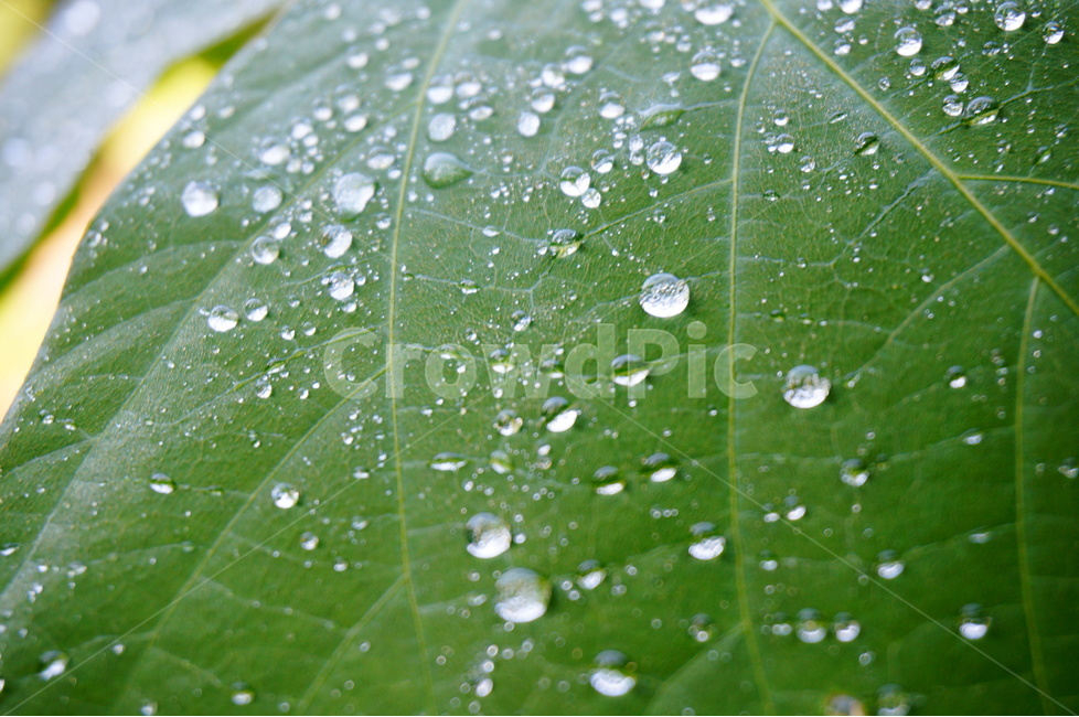 자연,이슬,식물,풍경,감성,감상,물방울,출사,잎새,녹색,식물,자연,plants,nature
