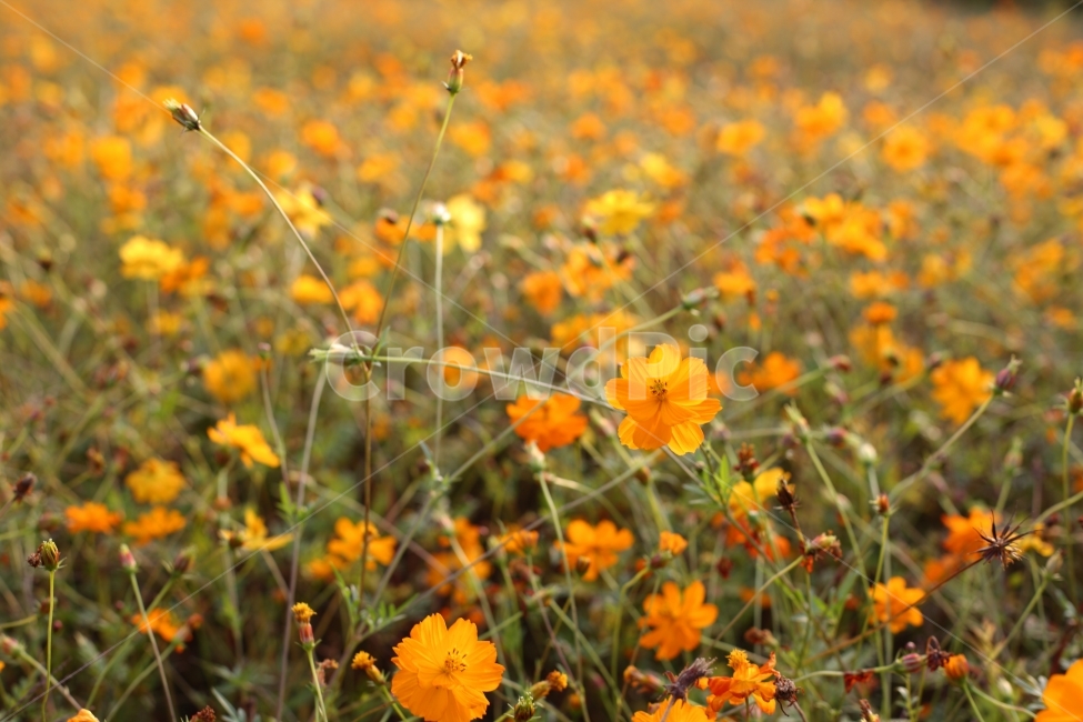 꽃,가을,식물,풍경,flower,fall,botanical,가을,계절,fall,autumn,season,식물,자연,plants,nature,꽃,flower,field,들,grassland,목초지,outdoors,옥외