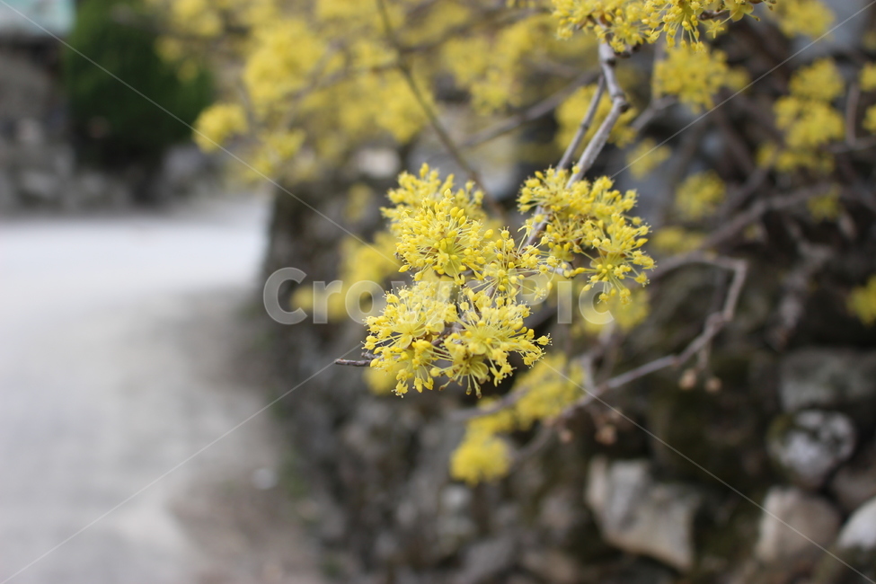 산수유,봄,노랑,노란,꽃,산수유꽃,감성사진,감성,배경,배경화면,돌담,flower,식물,plant