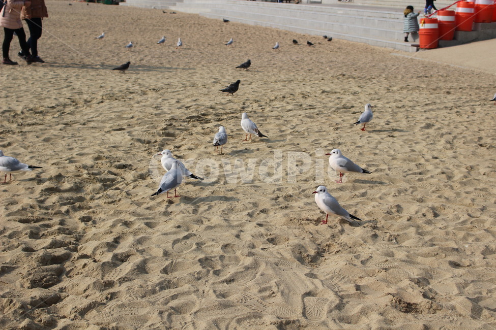 갈매기,새,부산,바다,자연,해변,바다,beach,sea,동물,animal,조류,새,birds