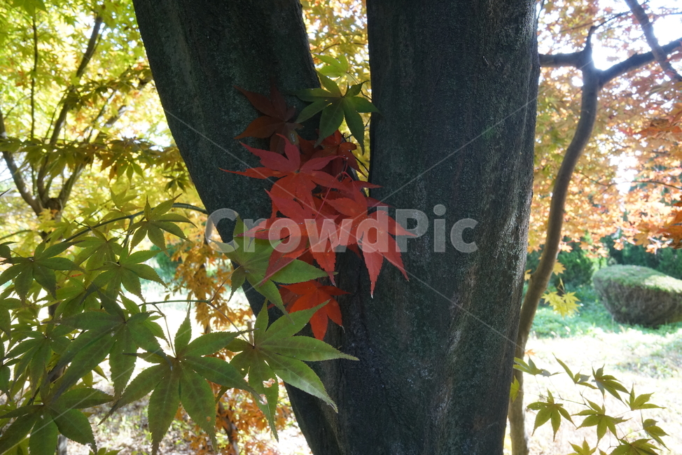 단풍나무,단풍잎,엽록소,가을단풍,leaf,잎,plant,식물,tree,나무,maple,단풍,가을,계절,fall,autumn,season,식물,자연,plants,nature,나무,trees,wood