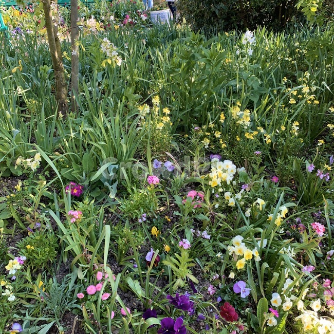 화분,식물,plant,garden,꽃밭,정원,꽃,flower