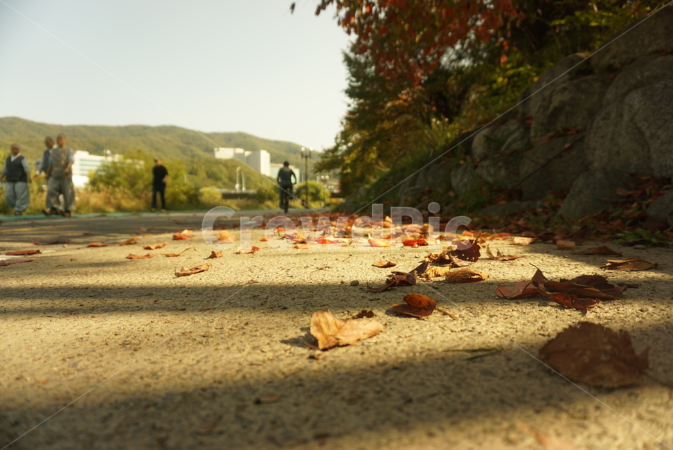 낙엽,잎,오후,plant,식물